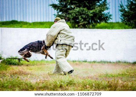 Military german shepherd training