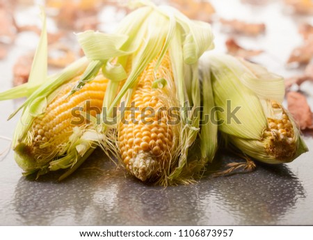 Sweet corn on cobs. Healthy organic food.