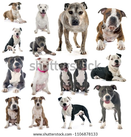 group of american staffordshire terrier in front of white background
