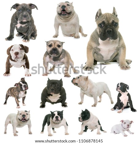 group of american bully in front of white background