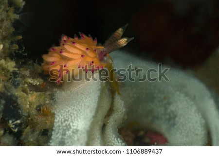 Nudibranch Favorinus mirabilis. Picture was taken in Anilao, Philippines