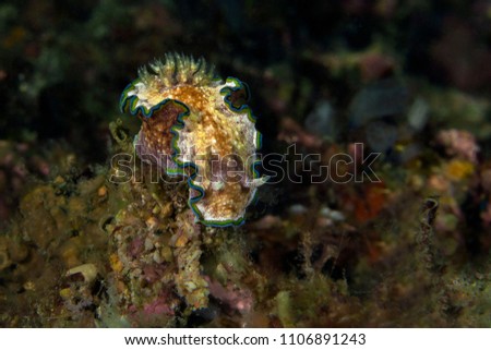 Nudibranch Glossodoris cf cincta . Picture was taken in Anilao, Philippines