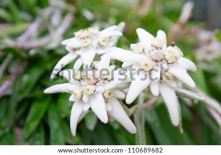Wild edelweiss flower (Leontopodium alpinum)