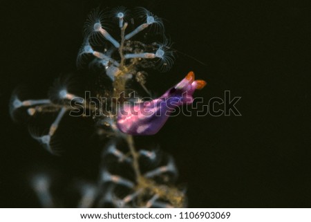 Sea slug Thuridilla albopustulosa. Picture was taken in Anilao, Philippines