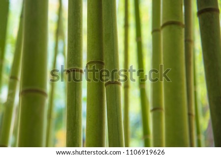 Bamboo forest, trunks of trees Royalty-Free Stock Photo #1106919626