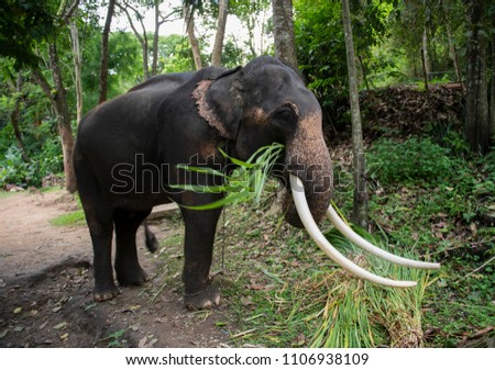 Elephant is eating grass