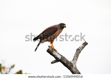 Roadside Hawk photographed in Guarapari, Espírito Santo - Southeast of Brazil. Atlantic Forest Biome. Picture made in 2007.