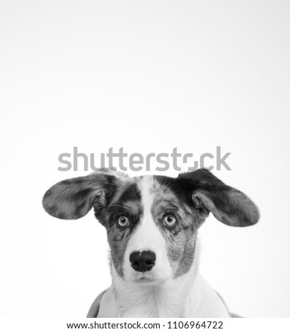 Funny dog picture in black and white. Corgi puppy with big ears. Isolated on white. Copy space.