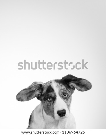 Funny dog picture in black and white. Corgi puppy with big ears. Isolated on white. Copy space.