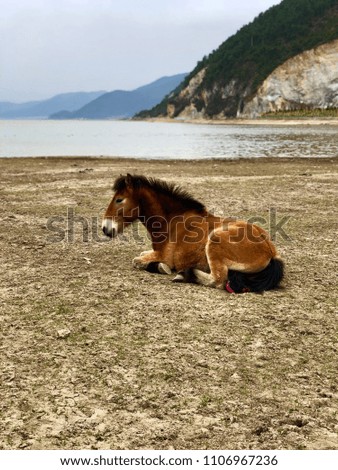Lonely horse near the lake