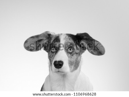 Funny dog picture in black and white. Corgi puppy with big ears isolated on white. Copy space.