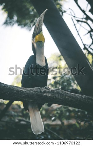 Big toucan on a branch