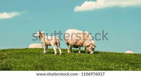Peaceful Grazing: Two White Sheep on Green Fields under Blue Skies in Scotland
