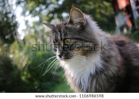 cute norwegian forest cat -portrait