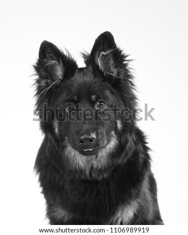 Mugshot of a guard dog. Funny dog picture in black and white. 