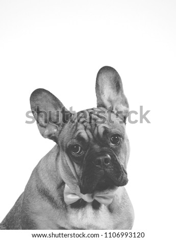 Funny dog picture. Mugshot of a french bulldog looking sad. Black and white portrait.