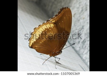 beautiful yellowish brown butterfly sitting isolated photo