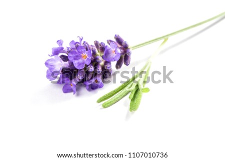 Lavender flower isolated on white background. Macro picture