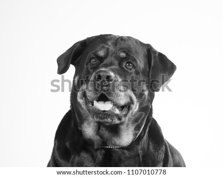 Mugshot of a rottweiler in black and white. Funny dog picture with copy space.