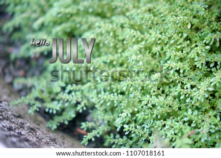 HELLO JULY text on beautiful soft focus background