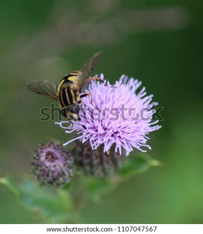 closeup of Hoverfly (Helophilus pendulus), a european hoverfly specie, sitting on leaf 