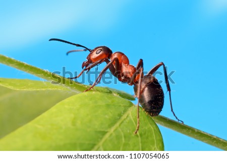 Ant resting on the grass.
 Royalty-Free Stock Photo #1107054065
