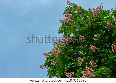 Red horse-chestnut,  Aesculus hippocastanum or Conker tree with flower and leaf, Sofia, Bulgaria  
