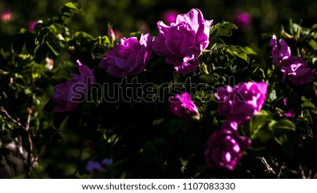 flowers outside in nature