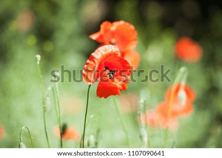 Poppies on a wild meadow