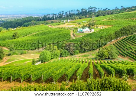 Grape wineland countryside landscape background in Cape Town, South Africa. Constantia valley drone view, in Western Cape, a popular Wine Route. Royalty-Free Stock Photo #1107092852