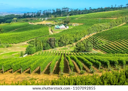 Drone view of vineyards in Cape Town peninsula, South Africa. Constantia valley in Western Cape is a popular Wine Route. Royalty-Free Stock Photo #1107092855