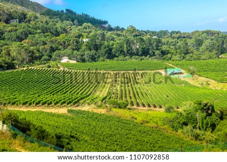 Drone view of a farm winery in green grapevine. Constantia Valley in South Africa. World famous Wine Route 15 mins from Cape Town. Royalty-Free Stock Photo #1107092858