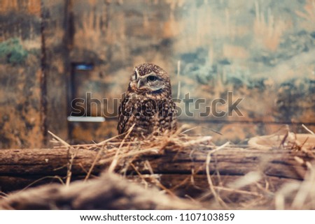 Cute small owl in aviary. Shallow focus. Film grain effect. 