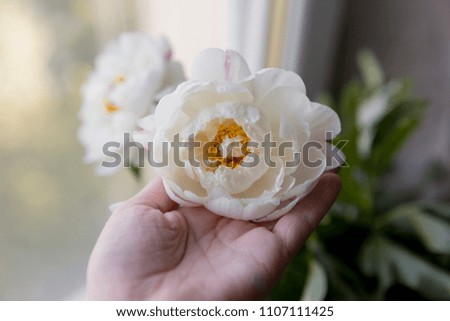 white peony with yellow middle. white peonies. spring white flowers. peony flower in hand