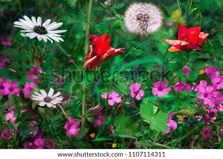 
wild and colorful field flowers