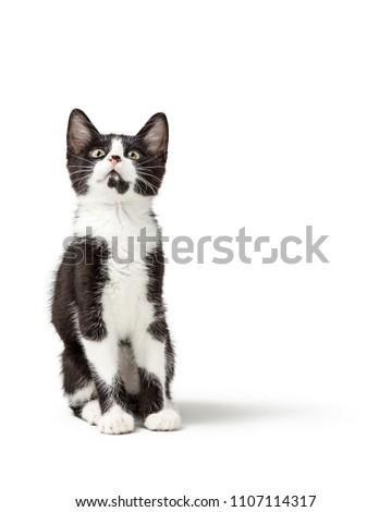 Cute young black and white color kitten sitting on white and looking up with room for text