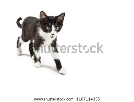 Cute black and white color kitten walking forward on a white background