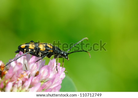 Longhorn beetle (Strangalia quadrifasciata) on a flower of clover