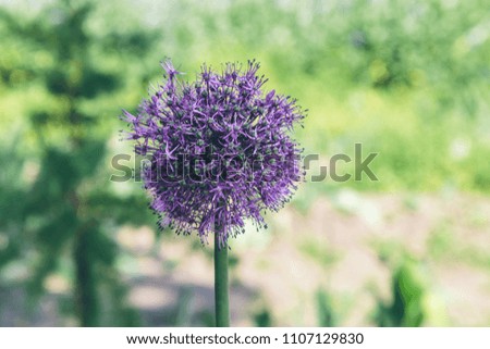 onion flower close-up