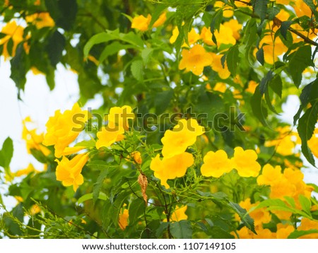 Beautiful of Yellow elder flower with blur green background.selective focus