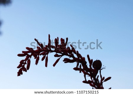 Silhouette Of Red Flowers