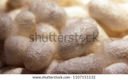 Cocoons of Mulberry silkworms (Bombyx mori) Royalty-Free Stock Photo #1107155132