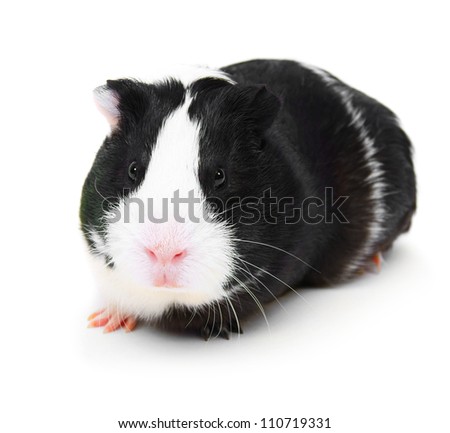 guinea pig on a white background.
