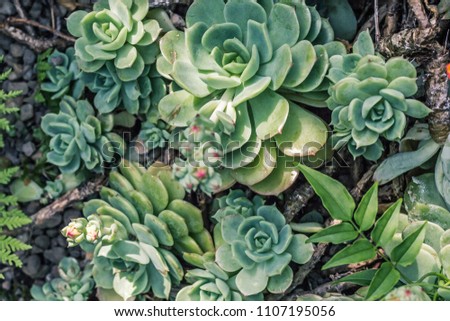 Beautiful succulent plants, close up