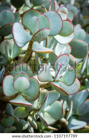 Crassula ovata. Beautiful succulent plants, close up