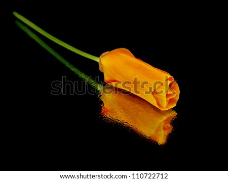 Eschscholzia californica flower on a black background with water drops