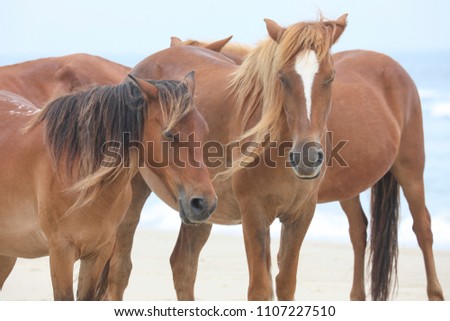 wild horses on the beach Royalty-Free Stock Photo #1107227510