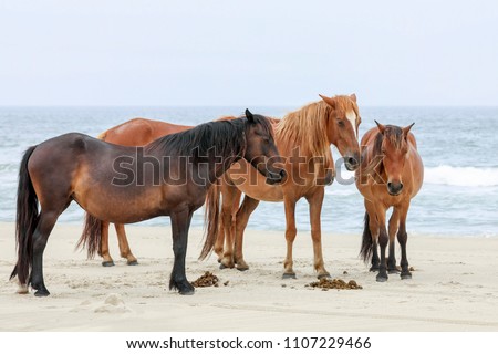wild horses of Corolla Royalty-Free Stock Photo #1107229466