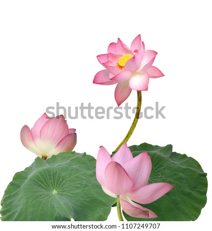 beautiful pink lotus flowers isolated on white background