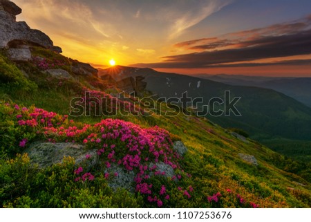 Beautiful summer landscapes in Carpatian mountains,many flowers,rhododendrons,sunset and sunrises,foggy vievs,dramatic sky Royalty-Free Stock Photo #1107253676